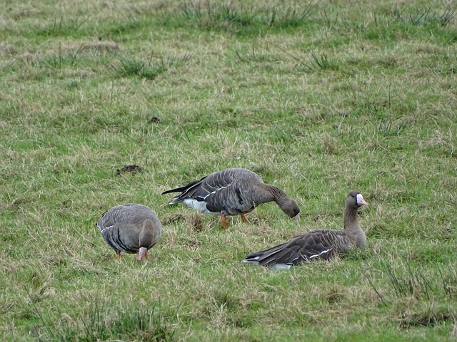 同时也为球 同时也为球